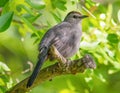 Gray catbird on a tree branch with a green bokeh background - taken at the Wood Lake Nature Center in Minnesota