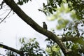 Gray Catbird on a Tree Limb Royalty Free Stock Photo