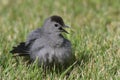 Gray Catbird & x28;Dumetella carolinensis& x29; on a log Royalty Free Stock Photo