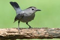 Gray Catbird & x28;Dumetella carolinensis& x29; Royalty Free Stock Photo