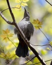 A Gray catbird (Dumetella carolinensis) perched on a tree branch Royalty Free Stock Photo