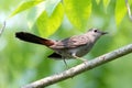 Grey Gray Catbird Perched on a Branch Royalty Free Stock Photo