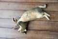 Gray cat lying on the ground, Look with drowsiness. Royalty Free Stock Photo