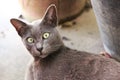 Gray cats have beautiful yellow eyes. Looking at you