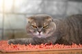 Gray cat lying on pink carpet in the room Royalty Free Stock Photo