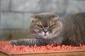 Gray cat lying on pink carpet in the room Royalty Free Stock Photo