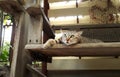 Gray cats lying on wooden floor, looking up.