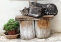 Gray cats sleeping on a wooden bench in the street. Royalty Free Stock Photo