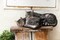 Gray cats sleeping on a wooden bench in the street. Royalty Free Stock Photo