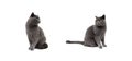Gray cats on a white background