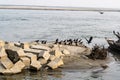 Gray Cement Cinder Block Isolated On river side. Granite bolder in infront of river. A pile of four square cinder blocks in a row