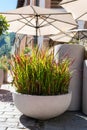 Gray cement-concrete flowerpots with decorative grass Imperata Cylindrica Red Baron on terrace of cafeteria with Royalty Free Stock Photo