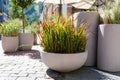 Gray cement-concrete flowerpots with decorative grass Imperata Cylindrica Red Baron on terrace of cafeteria with Royalty Free Stock Photo