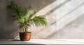 Gray cement wall and floor, palm tree in vase in a sunlight, shadow, sunrays effect from window, for luxury interior design Royalty Free Stock Photo