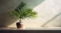 Gray cement wall and floor, palm tree in vase in a sunlight, shadow, sunrays effect from window, for luxury interior design Royalty Free Stock Photo