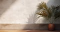 Gray cement wall and floor, palm tree in vase in a sunlight, shadow, sunrays effect from window, for luxury interior design Royalty Free Stock Photo