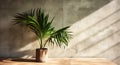 Gray cement wall and floor, palm tree in vase in a sunlight, shadow, sunrays effect from window, for luxury interior design Royalty Free Stock Photo