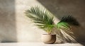 Gray cement wall and floor, palm tree in vase in a sunlight, shadow, sunrays effect from window, for luxury interior design Royalty Free Stock Photo