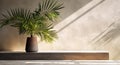 Gray cement wall and floor, palm tree in vase in a sunlight, shadow, sunrays effect from window, for luxury interior design Royalty Free Stock Photo