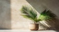 Gray cement wall and floor, palm tree in vase in a sunlight, shadow, sunrays effect from window, for luxury interior design Royalty Free Stock Photo