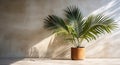 Gray cement wall and floor, palm tree in vase in a sunlight, shadow, sunrays effect from window, for luxury interior design Royalty Free Stock Photo