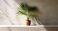 Gray cement wall and floor, palm tree in vase in a sunlight, shadow, sunrays effect from window, for luxury interior design Royalty Free Stock Photo