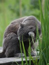 Gray chartreux cat cleaning itself on outdoor table.