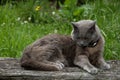 Gray chartreux cat looking down