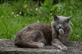 Gray chartreux cat licking paw on wooden garden bench.