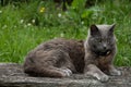 Gray chartreux cat on rustic wooden garden bench