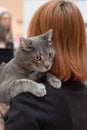 A gray Chartreux cat on a shoulder of a woman