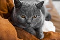 Gray chartreux cat with a yellow eyes on a couch.