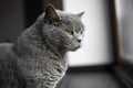 Gray chartreux cat with a yellow eyes sit in apartment and looking in a window.