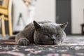 Gray chartreux cat with a yellow eyes sleeping on a carpet.