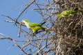 Gray Cheeked Parakeet with Large Stick on Nest Royalty Free Stock Photo