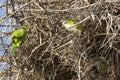 Gray Cheeked Parakeets on Nest, Closeup Royalty Free Stock Photo