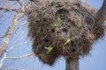 Gray Cheeked Parakeets Repairing and Flying by Nest Royalty Free Stock Photo