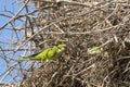 Gray Cheeked Parakeets Working Together on Nest Royalty Free Stock Photo