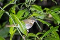Gray-cheeked thrush, Catharus minimus Royalty Free Stock Photo