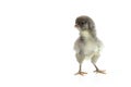 Gray chick isolated on white background and copy space