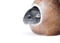 Gray chinchilla hiding in hole Royalty Free Stock Photo