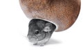 Gray chinchilla hiding in hole Royalty Free Stock Photo