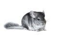 Gray chinchilla isolated on white Royalty Free Stock Photo