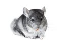 Gray chinchilla isolated on white Royalty Free Stock Photo