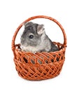 Gray chinchilla sitting in basket Royalty Free Stock Photo