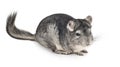 Gray chinchilla on white Royalty Free Stock Photo