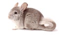 Gray chinchilla on white background, funny animal, chinchilla Royalty Free Stock Photo