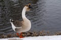 Gray Chinese Goose on River Bank