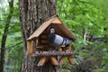 Gray city pigeon in bird tree house, city birds eating food in the house