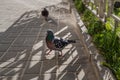 Gray city pigeons on street summer day Royalty Free Stock Photo